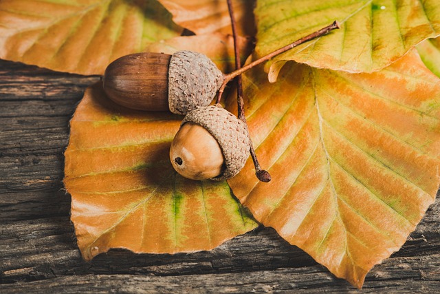 Symbols of Autumn Scavenger Hunt: For Youth of All Ages 13034979 featured image