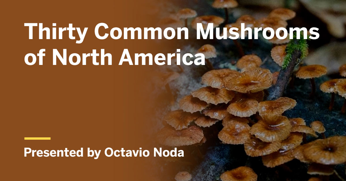 octavio noda mushrooms